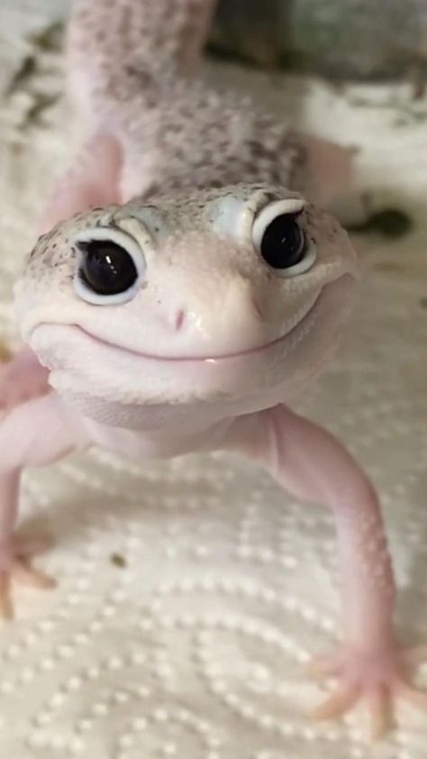 Comment your fav animal 😍 | Cute animals, Cute reptiles, Cute wild animals Fav Animal, Cute Gecko, Cute Lizard, Cute Reptiles, Profil Anime, Baby Animals Pictures, Animal Cute, Animals Cute, Super Cute Animals