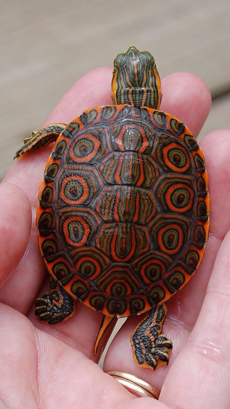 Cool shell Turtles For Sale, Slider Turtle, Turtle Rock, Red Eared Slider, Turtle Tank, Pet Turtle, Tortoise Turtle, Turtle Love, Turtle Painting