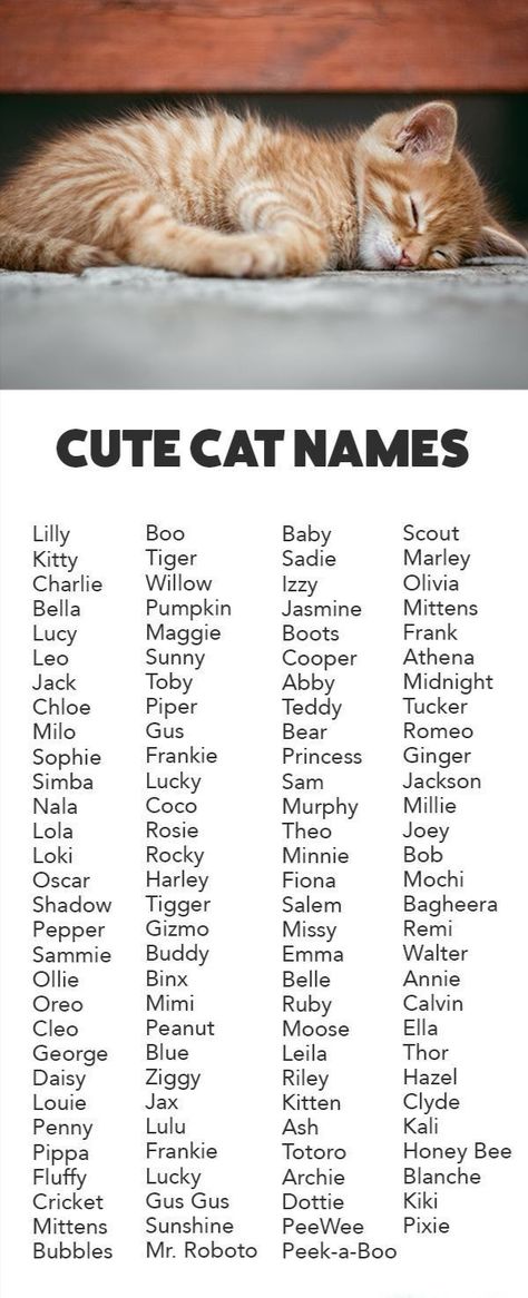 Female Cat Names Unique, Male Cat Names Unique, Names For Male Cats, Tabby Cat Names, Boy Cat Names, Girl Cat Names, Unique Cat Names, Cute Pet Names, Cute Cat Names