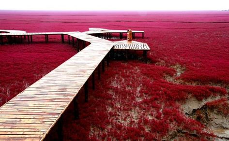 Located in the Liaohe River Delta, about 30 kilometers southwest of Panjin City, China, the Red Beach gets its name from red-colored sea weed that flourishes in saline-alkali soil. China, Red Beach, Natural Wonders, Red