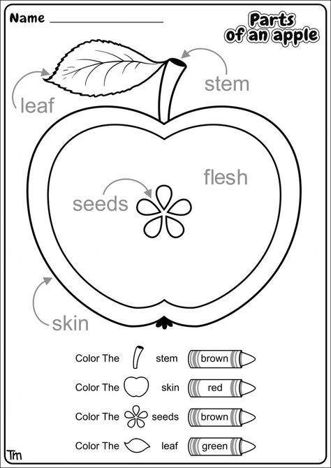 Apples & Where They Come From! Preschool Theme Worksheets | TeachersMag.com Preschool Activities Apples, Preschool Apples Crafts, Parts Of An Apple Activity, Apple Read Alouds, Fall Theme Ideas For Preschool, Science Apples Preschool, Apples Week Preschool, Apples And Pumpkins Activities, Apples Worksheet Preschool