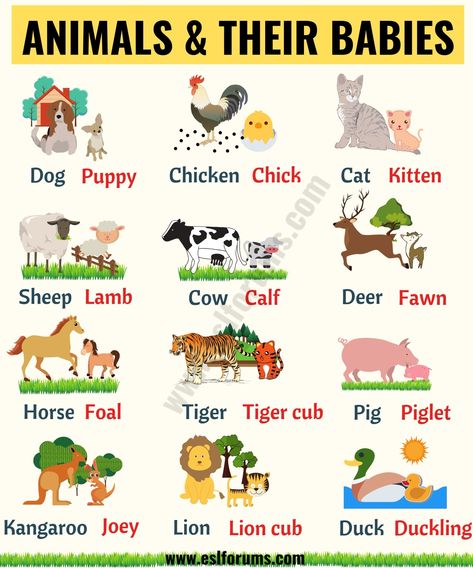 Cute Baby Animals: Learn Popular Animals and Their Babies! - ESL Forums Animals And Their Babies, Animals List, Animals Name In English, Baby Animal Names, Materi Bahasa Inggris, Animal Names, English Activities For Kids, Learning English For Kids, English Worksheets For Kids