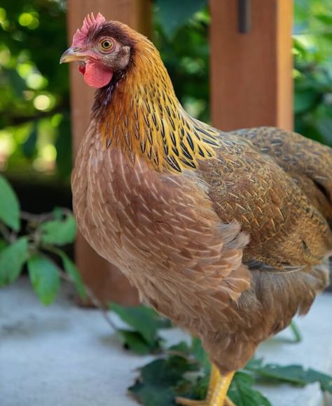 Ameracauna Chickens Hens, Wellsummer Chickens, Laying Hens Breeds, Welsummer Chicken, Hen Breeds, Homestead Planning, Broody Hen, Poultry Breeds, Farm Chickens