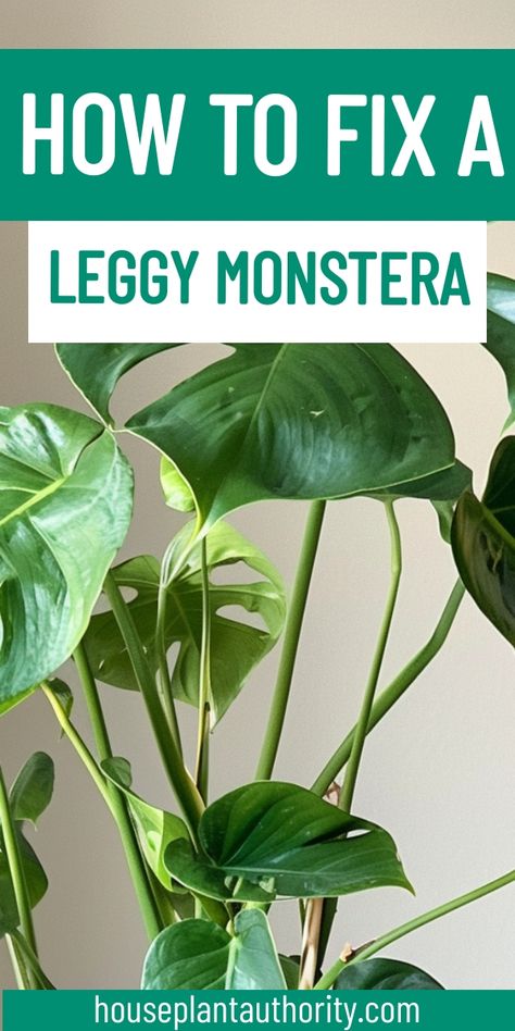 Enhance your monstera plant care with our detailed guide on how to fix a leggy monstera. This resource is perfect for those new to indoor houseplants, offering easy solutions to common issues. Large Monstera Plant, Big Leaf Indoor Plant, Monstera Deliciosa Indoor, Monstera Deliciosa Care, Monstera Plant Care, Monstera Obliqua, Indoor Houseplants, Living Room Plants, Indoor Plant Care