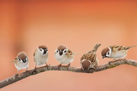 Nature, Group Of Birds, Bird Sitting On A Branch, Macaw Art, Birds Sitting, Bird Photos, Photography Pics, Wildlife Paintings, Bird On Branch