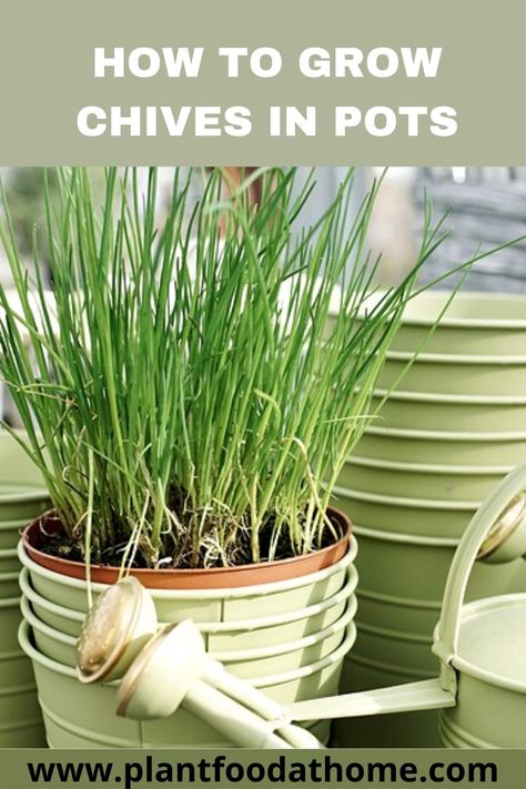 Planting Herbs In Pots Outdoors, How To Plant Chives, How To Harvest Chives, How To Plant Herbs In Pots, Harvesting Chives, Planting Chives, Chives Growing, Planting Herbs Indoors, Growing Spices