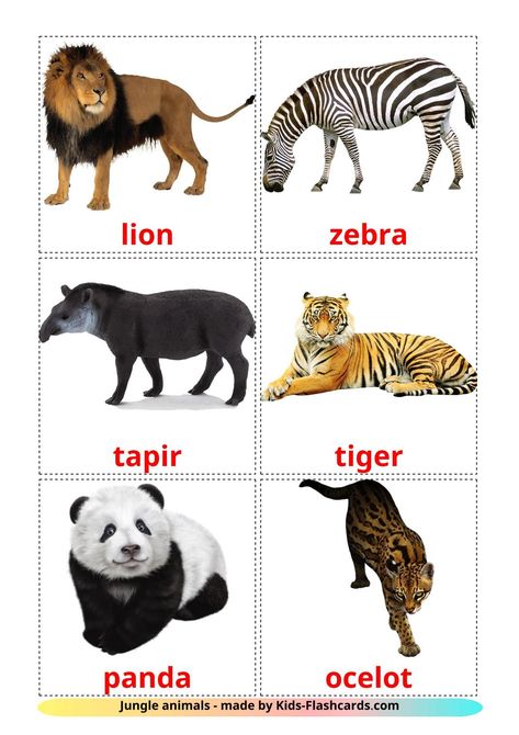 Free Jungle animals Flashcards for Kids on English Language with Real Images Jungle Animal Flashcards Printable Free, Real Images Of Animals, Zoo Animals Printables Free, Printable Animals Pictures, Animals Images Pictures, Zoo Animal Flashcards Free Printable, Zoo Animal Printables Free, Free Printable Animal Pictures, Animals Pictures For Kids Printables