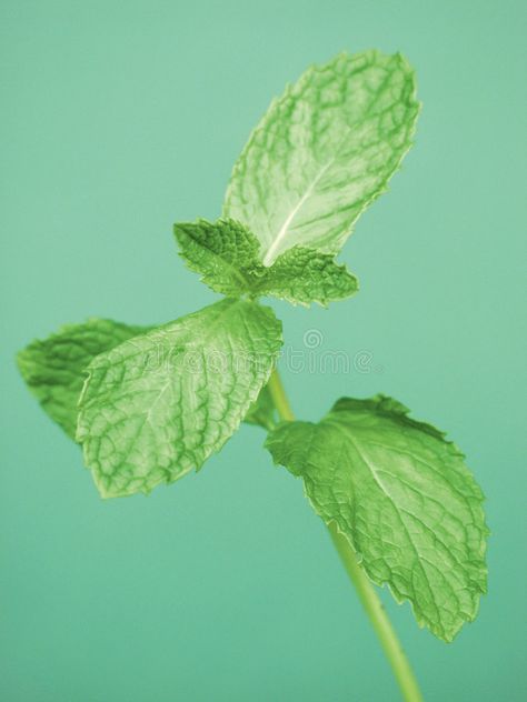 Sprig of Mint. A sprig of Mint Leaves , #spon, #Mint, #Sprig, #Leaves, #sprig #ad Nature, Spice Background, Mint Photography, Banana Breakfast Smoothie, Watercolour Ideas, Mint Leaf, Banana Breakfast, Mint Sprig, Breakfast Smoothie