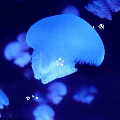 Jellyfish, Widget Blue Aesthetic, Jellyfish Icon, Jellyfish Blue, Blue Aesthetic, Gif, Blue