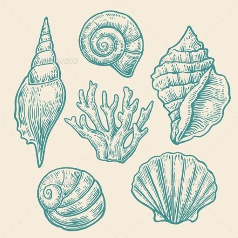 Seashell Drawing, Seashell Illustration, Shell Drawing, Sea Drawing, Shell Tattoos, Art Coquillage, Sea Tattoo, Ocean Tattoos, Engraving Illustration