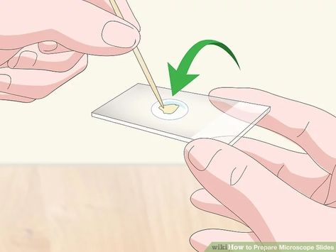 3 Ways to Prepare Microscope Slides - wikiHow Environmental Science, Single Celled Organisms, Plaque Teeth, Methylene Blue, Microscope Slides, Environmental Scientist, Wet Specimen, Phd Student, Skin Tissue