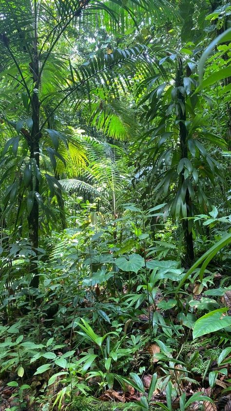 Tropical Nature Photography, Jungle Scenery Landscapes, Jungle Pictures, Jungle Images, 숲 사진, Jungle Photography, Jungle Plants, Jungle Tree, Rainforest Plants