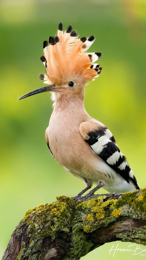 Hoopoe Bird, African Birds, Bird Reference, Unique Birds, Birds Photography Nature, Birds Illustration, Optical Illusion Drawing, Vintage Bird Illustration, Illusion Drawings