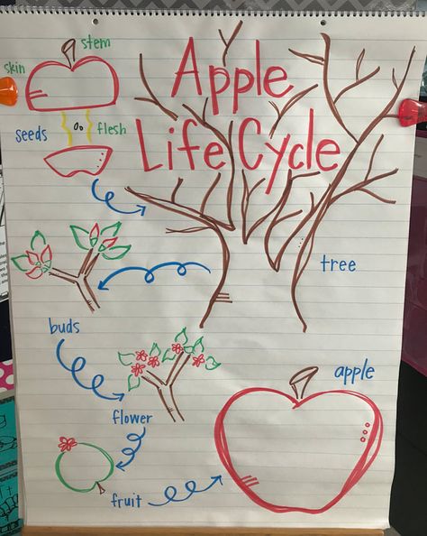 Apple Life Cycle Craft, Apple Tree Life Cycle, Life Cycles Kindergarten, Tree Life Cycle, Apple Kindergarten, Kindergarten Craft Activities, Apple Life Cycle, Life Cycle Craft, Kindergarten Craft