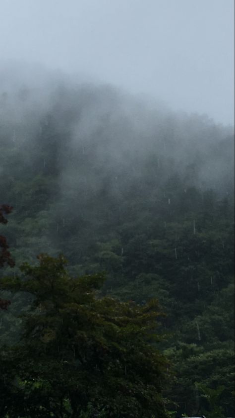 #nature #fog #mountains #forest #rain #green Nature, Stormy Forest, Bedroom Forest, Rainy Vibes, Fog Wallpaper, Fog Mountain, Evermore Aesthetic, Mountain Rain, Misty Rain