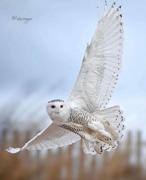 Snowy Owl Photography: IG@darooger Snowy Owl Tattoo, Hedwig Owl, Harry Potter Owl, Owl Photography, Wild Photography, Owls Drawing, Owl Family, White Owl, Owl Tattoo