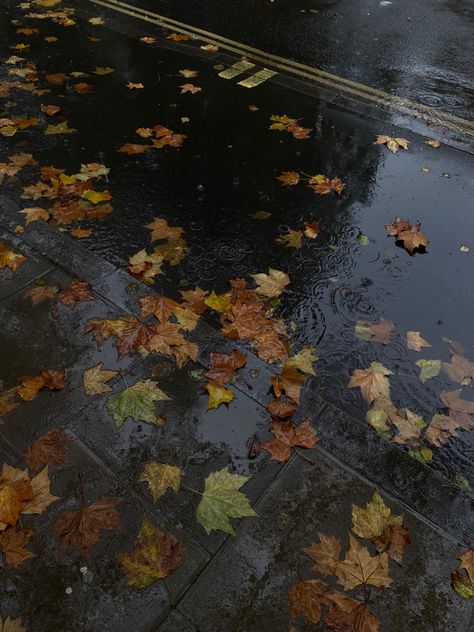 Rainy Brown Aesthetic, Rain In Autumn Aesthetic, Autumn Aesthetic Phone Background, Fall Rainy Aesthetic, Rainy November Aesthetic, Winter Autumn Aesthetic, Autumn Rainy Aesthetic, Rainy Day Aethestic, Winter And Autumn Aesthetic