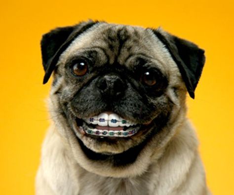 These are two of my favorite things, dogs and braces! Check out these other Animals With Braces That Will Make You Smile :) Dog With Braces, Orthodontic Humor, Pug Gifs, Bad Teeth, Haiwan Lucu, Dental Humor, Pugs Funny, Smiling Dogs, Pug Love