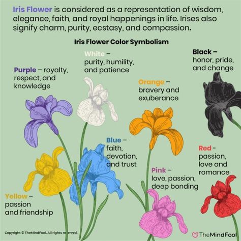 A Complete Guide to Iris Flower Meaning and Symbolism | TheMindFool Iris Wedding Flowers, Witchy Notes, Iris Meaning, Plant Symbolism, Iris Varieties, God Motivation, Iris Flower Tattoo, Awakening Soul, Flower Meaning