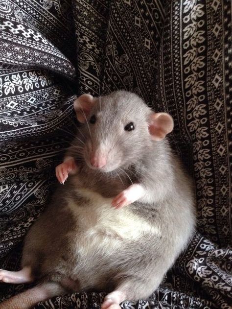 Rat Sitting, Adorable Rats, Rattus Rattus, Fat Rat, Dumbo Rat, Chubby Cat, Funny Rats, Fancy Rat, Cute Rats