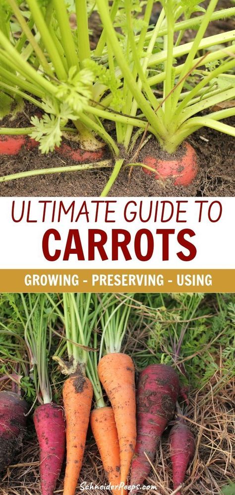 Carrots Growing, Grow Carrots, Carrot Gardening, Funny Vine, Growing Carrots, Future Garden, Daucus Carota, Organic Vegetable Garden, Party Friends