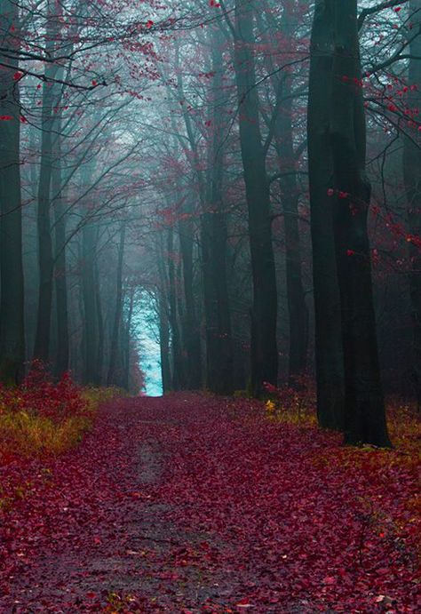 The Black Forest, Germany - colours, lines Germany Travel, Belle Image Nature, Black Forest Germany, The Black Forest, Pics Art, Black Forest, Both Sides, Land Scape, Travel Dreams