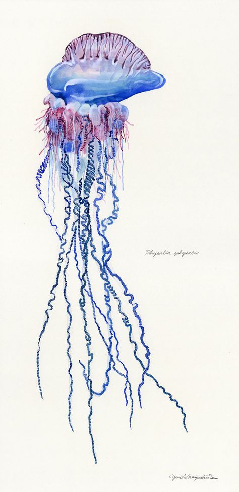 Physalia physalis / Portuguese Man O'War / “Katsuwonoeboshi” Yusei Nagashima, Portuguese Tattoo, Portuguese Man, Ocean Sleeve, Jellyfish Illustration, Jellyfish Drawing, Surf Painting, Jellyfish Tattoo, Jellyfish Art