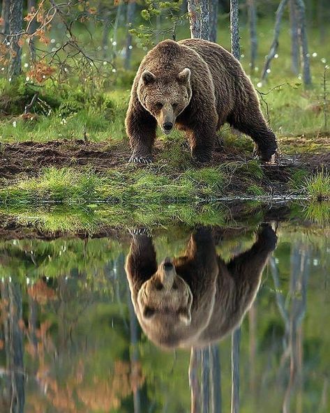 Grizzly Bears, Animal Reflection, Grizzly Bear Photography, Grizzly Bear Drawing, Bear Photography, Wild Bear, Bear Attack, Bear Drawing, Bear Illustration