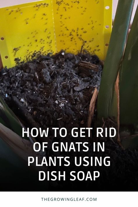 Say goodbye to pesky gnats in your plants! 🪴 Learn how to create a simple and effective DIY solution using dish soap to keep your indoor garden gnat-free. Get step-by-step guidance on making your own natural insecticide and safeguarding your plants against future infestations. ���🌿 #PlantCare #GnatRemoval #DIYInsecticide How To Get Rid Of Nates In The House, Nats In House Plants How To Get Rid Of, How To Get Rid Of Indoor Plant Gnats, How To Get Rid Of Soil Gnats, Houseplant Gnats How To Get Rid, How To Get Rid Of Knats In My Plants, Homemade Gnat Spray, Soil Gnats House Plants, Knats Killer Diy For Plants