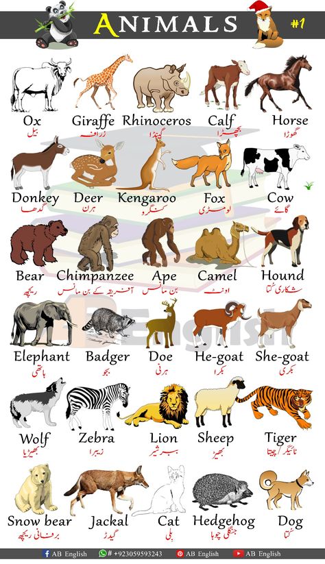 Here are Animals names in English with urdu. That you can learn basic English Vocabulary from this Pin. So, if you want to learn Pronunciation of these Vocabulary, please you can Visit. Animals Name In Urdu, All Kinds Of Animals, Young Ones Of Animals, Masculine And Feminine Gender, Gender Of Animals, Animals Name With Picture, Animals Chart, Animals Name List, Animal Chart