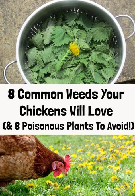 What To Plant For Chickens, Chicken Garden Plants, What To Grow To Feed Chickens, Chicken Herb Garden, Plants For Chickens To Eat, All Things Chickens, Plants Around Chicken Coop, Chicken Care Backyard, Sprouts For Chickens