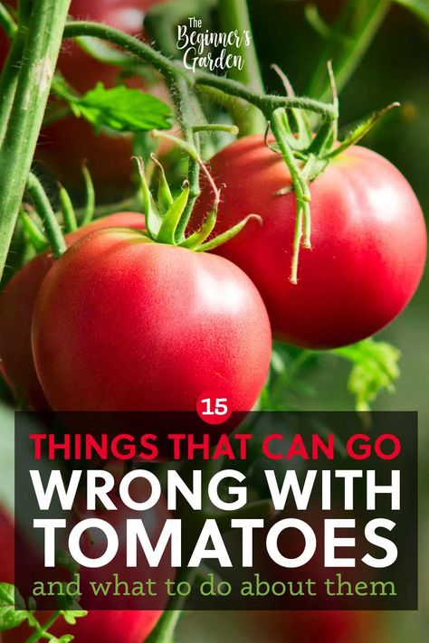 Tomato growing can present challenges -- whether that's problems with tomato leaves, fruit, or growth in general. Whether you're gardening in raised garden beds, container gardens, or in the ground, these are the 15 most common tomato growing problems you might encounter and how to prevent or fix them. Potato Gardening, Vegetable Growing, Garden Tomatoes, Vegetable Plants, Growing Tomatoes In Containers, Tomato Plant, Gardening Diy, Plants To Grow, Bottle Garden