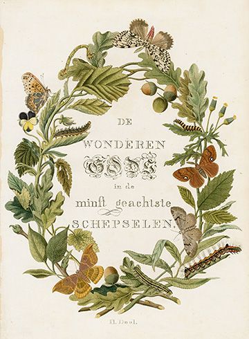 Graphic Design - Graphic Design Ideas - Decorative Title Page Graphic Design Ideas : – Picture : – Description Decorative Title Page -Read More – Etiquette Vintage, Butterflies And Moths, Nature Journal, Botanical Drawings, Plant Illustration, Title Page, Vintage Botanical, Floral Illustrations, Antique Prints