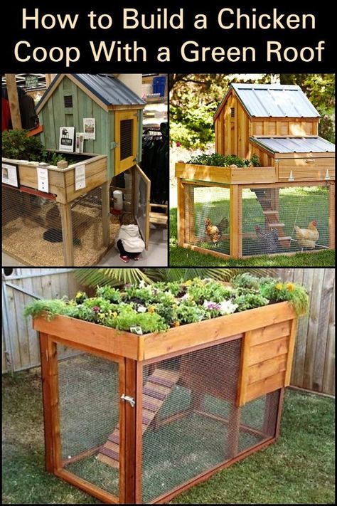 How to Build a Chicken Coop With a Green Roof  Have a chicken coop and planter in one through this fun project. How To Build A Small Chicken Coop, Chicken Coop With Garden On Top, Chicken Coop Diy Pallet, Tiny Chicken Coop Small Spaces, How To Build A Quail Coop, Vertical Chicken Coop, Chicken Coop For 6 Hens Diy, Chicken Coop On Hillside, Diy Wood Chicken Coop