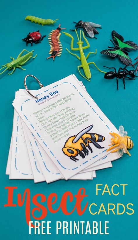 Cool Bug Facts, Preschool Insect Theme, Bug Facts, Insects Theme Preschool, Bug Activities, Insects Preschool, Bugs Preschool, Insect Activities, Insects Theme