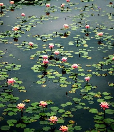 Lilly Pond, Lily Lotus, Pond Life, Lotus Pond, Water Lilly, Lily Pond, 판타지 아트, Foto Inspiration, Water Lily