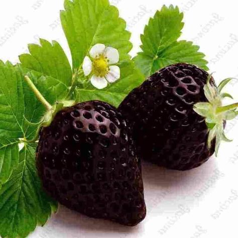 Seed Garden, Strawberry Seeds, Banana Seeds, Garden Bonsai, Black Strawberry, Strawberry Seed, Fruit Seeds, Abstract Pictures, Strawberry Fruit