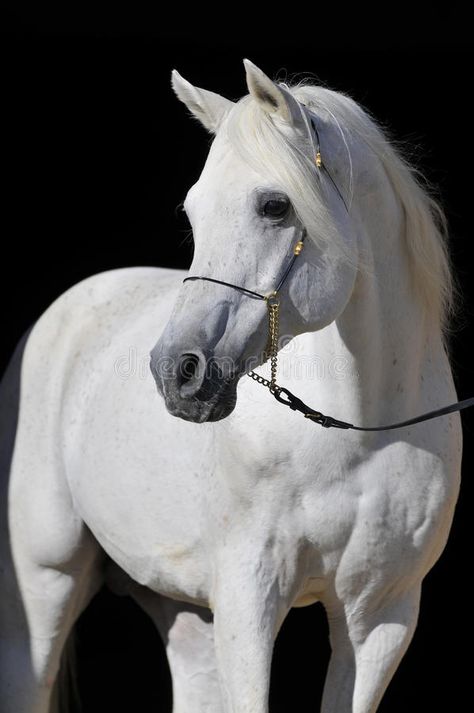 Photo about White arabian horse stallion portrait isolated on black. Image of equine, stable, arabian - 9465508 White Arabian Horse, Wendover Art, Wendover Art Group, Most Beautiful Animals, Horse Portrait, Framed Photographs, White Horses, Arabian Horse, Pretty Horses