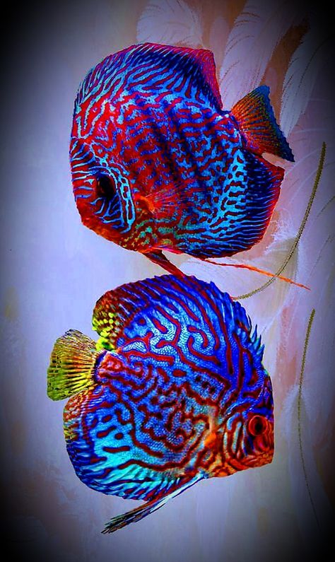 Discus Fish Ikan Air Tawar, Pretty Fish, Fauna Marina, Air Tawar, Discus Fish, Salt Water Fish, Cool Fish, Beautiful Sea Creatures, Water Animals