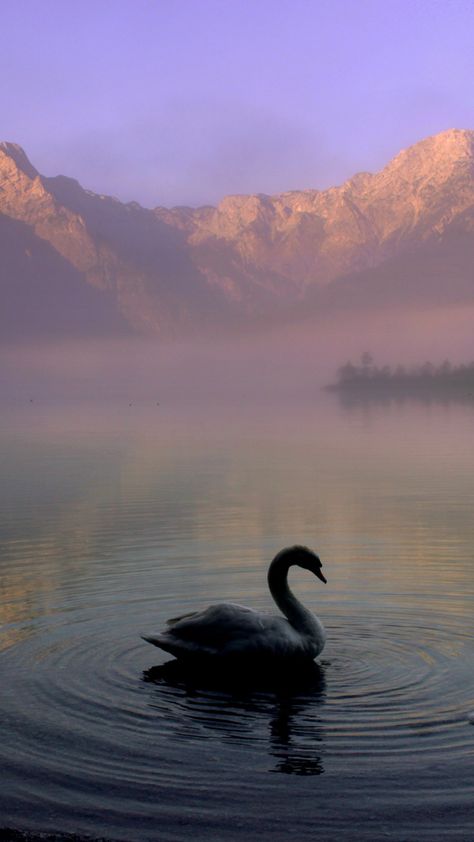 Swan in Mountain Lake iPhone Mobile Wallpaper Swan Phone Wallpaper, Swan Iphone Wallpaper, Good Quality Wallpaper Aesthetic, Swan Lake Aesthetic Wallpaper, Swan Wallpaper Aesthetic, Swan Wallpaper Iphone, Swan Aesthetic Wallpaper, Cool Ipad Wallpaper, Mountain Lake Wallpaper