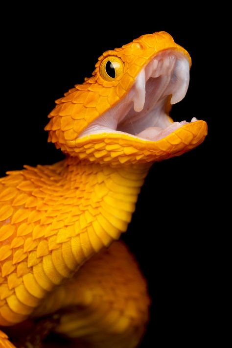 African Bush Viper, Bush Viper, Spiders And Snakes, Viper Snake, Pretty Snakes, Yellow Snake, Snake Venom, Cute Reptiles, Snake Art