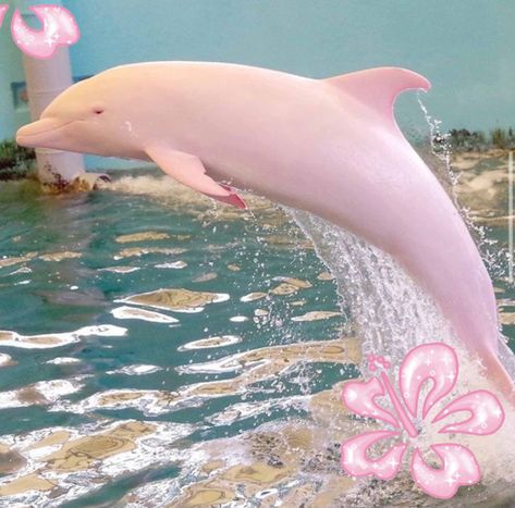 Albino Dolphin, Chinese White Dolphin, White Dolphin, River Dolphin, H2o Mermaids, Coconut Dream, Albino Animals, Bottlenose Dolphin, Pink Dolphin