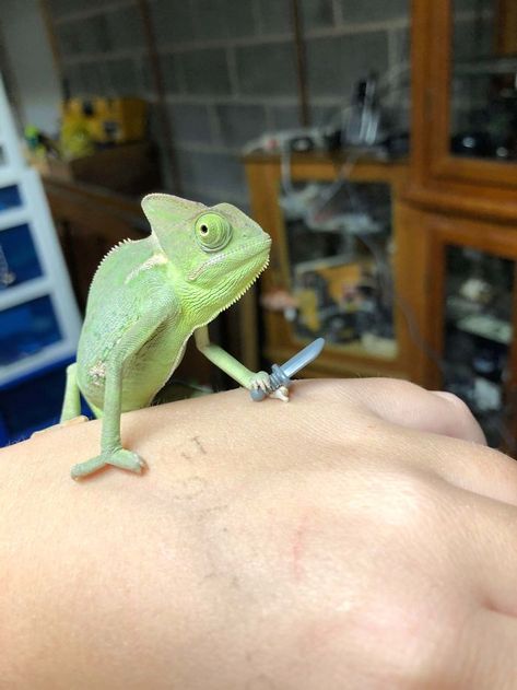 This Chameleon Is The Perfect Size For LEGO Props, And Here Are 9 Of The Best Pics | Bored Panda Chameleons, Reptiles And Amphibians, Chameleon Enclosure, Chameleon Cage, Baby Chameleon, Chameleon Pet, Cute Reptiles, Cute Animal Photos, Cute Little Animals