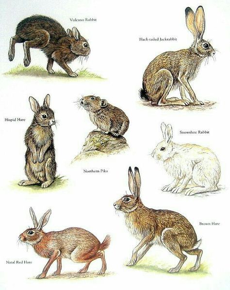 Volcano Rabbit, Black Tailed Jackrabbit, Snowshoe Raggit, Brown Hare, Natal Red Hare, Hispid Hare, Northern Pika.....clockwise from upper left corner....World Book Encyclopedia....via My Sunshine Vintage on ETSY Volcano Rabbit, Snowshoe Rabbit, Rabbit Vintage, Maluchy Montessori, Animal Plates, Wild Rabbit, Jack Rabbit, Animal Book, Rabbit Art