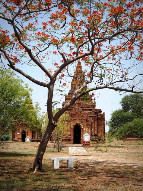 An ancient pagoda, or temple, glimpsed through the orange blossom of a lone tree in dusty Bagan, Myanmar. (2014) Pagoda Pictures, ပုဂံ Photo, Bagan Photo, Myanmar Pagoda, Ronaldo Celebration, Unreliable Narrator, Bagan Temples, Buddha Canvas Art, Digital Graphics Art