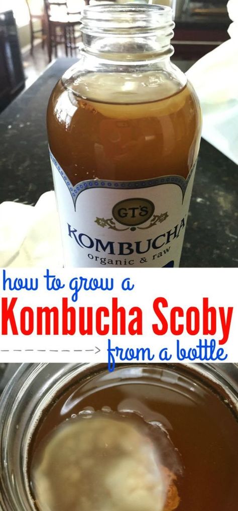 Making kombucha scoby from a bottle is so easy. With this foolproof method, you will have a perfect scoby to start making homemade kombucha. Grow a scoby from a bottle of kombucha. Kombucha Mother, Making Kombucha, Make Your Own Kombucha, Diy Kombucha, Kombucha Drink, Kombucha Flavors, Kombucha Scoby, How To Brew Kombucha, Kombucha Recipe