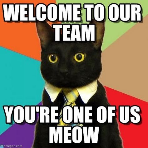 Business Cat Meme, Fun Icebreaker Games, Welcome To Our Team, Feeling Unimportant, Business Cat, Fun Icebreakers, Welcome To The Team, Welcome To The Group, Cat Meme