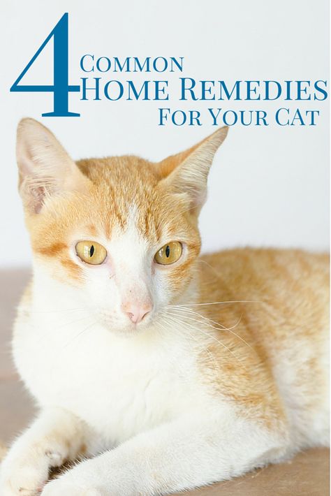 Cat Friendly Over The Counter Medication, Otc Meds For Cats, Cat Diaherra, Kitty Health, Cat Remedies, Cat Health Remedies, Pet Remedies, Natural Pet Care, Sick Cat