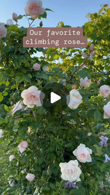 Eric Feml-Nelsen on Instagram: "The Generous Gardener rose is a medium sized climber that bears beautiful pale pink flowers. The flowers have a delicious fragrance of old rose, musk, and myrrh. As the flowers age, they open up to reveal stamens, providing an almost water lily effect. It is hardy in zones 4-11 and prefers full to part sun.  We have this rose paired with Betty Corning Clematis. The pale purple, nodding flowers complement The Generous Gardener perfectly.  Both of these gorgeous plants are growing in our Gothic Arch. This can be found here: www.gardeners.com/collections/grow-for-me-gardenings-shop  #rose #rosesofınstagram #roses #climbing #climbingroses #climbingrose #pinkrose #pinkroses #generousgardener #davidaustin #davidaustinroses #davidaustinrose #davidaustinrosegarden # The Generous Gardener Climbing Rose, Climbing Rose Arch, The Generous Gardener Rose, Generous Gardener Rose, Peggy Martin Rose Climbing, Roses Climbing, Gorgeous Plants, Corner Border, Climber Plants