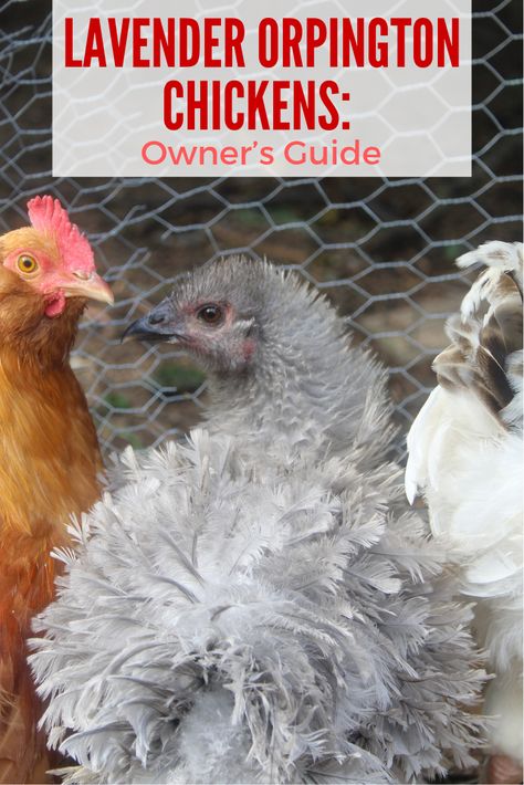 Lavender orpington rooster temperament. Violet orpington chickens. Lavender Orpington Rooster, Lavender Chicken Breed, Lavendar Orpington Chickens, Giant Chicken Breeds, Lavender Orpington Chickens, Lavender Orpington, Buff Orpingtons, Lavender Chicken, Orpington Chickens